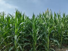 -汉长安城未央宫国家考古遗址公园