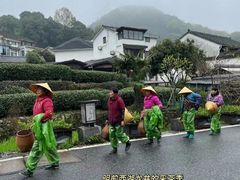 -十八棵（老龙井）御茶园(老龙井店)