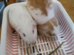-藦茜花园宠物主题亲子互动体验馆(国顺东路店)