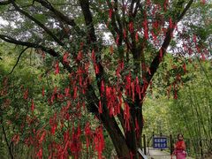 -广州白江湖森林公园