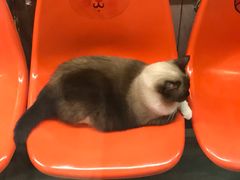 -猫咪博物馆(顶澳仔猫街店)