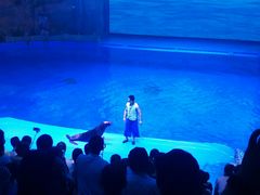 -芜湖新华联大白鲸海洋公园