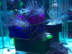 -太平洋海底世界