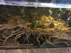 -蟹之国·精品蟹料理(极地店)