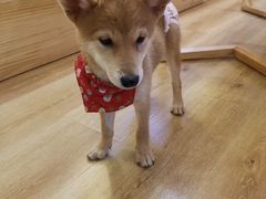 -柴犬小屋·柴餐厅·狗咖食堂(金鼎广场店)