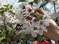 -武汉大学-樱园
