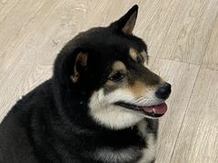 -柴迷FANS CLUB·柴犬狗咖·猫咖