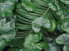 -国家植物园南园