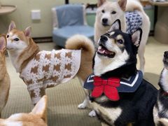 -逗柴咖啡屋·狗咖猫咖宠物桌游