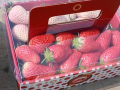 -尚田草莓姑娘白草莓采摘基地