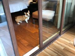 -上海崇明金茂凯悦酒店