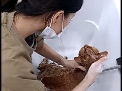 -爱洗澡的猫(天河路店)