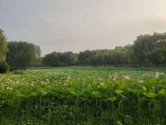 -东郊湿地公园