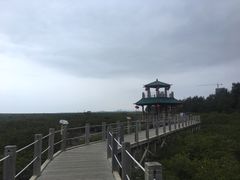 -北海金海湾红树林生态旅游区