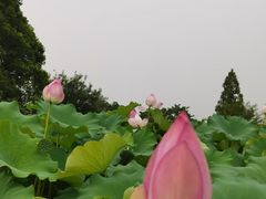 -良渚古城遗址公园
