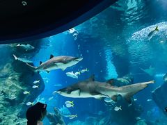 -暹罗海洋世界