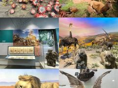 -国家自然博物馆