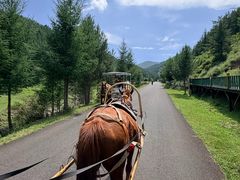 -苏木山森林公园