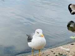 -海德公园