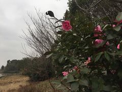 -艾溪湖湿地公园