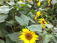 iphone_upload_pic-丹樱生态园