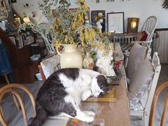 -海边的猫和咖啡馆