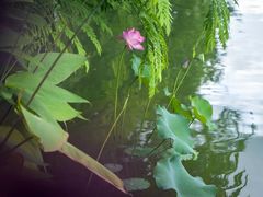 -曼听御花园