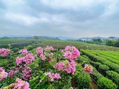 -龙坞茶村
