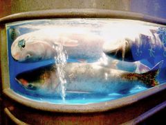 -食神鱼头佛跳墙(百子湾旗舰店)