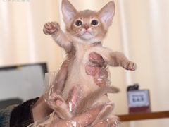 -小猫来了·猫舍(红山六九七九店)