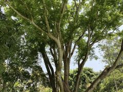 -中国科学院西双版纳热带植物园
