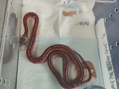 -酷以爬仙阁实体爬宠店·守宫·蜥蜴·专业繁育