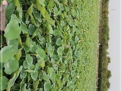 -天津东丽湖风景区