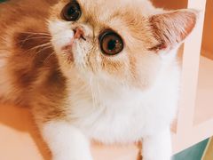 -飞行喵MR PILOT|猫舍·猫咖(静安大融城店)