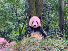 -中国大熊猫保护研究中心雅安碧峰峡基地