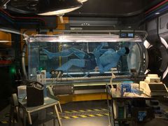 -奥兰多迪士尼动物王国乐园