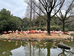 -上海野生动物园