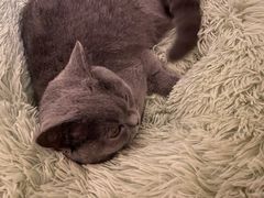 -翊宠yipet猫狗购宠庄园犬舍•猫舍