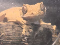 -酷以爬仙阁实体爬宠店·守宫·蜥蜴·专业繁育