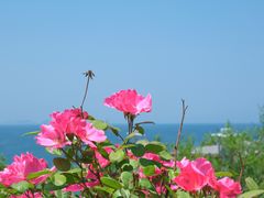 -养马岛旅游度假区