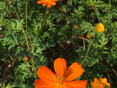 -武汉紫薇都市田园