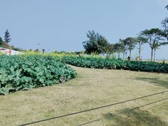 -野狸岛