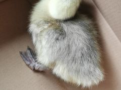 -中环花鸟鱼虫市场