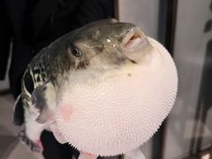 -鲐赏河豚(长寿店)