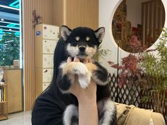 -柴犬小屋·柴餐厅·狗咖食堂(金鼎广场店)
