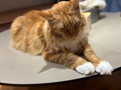 -MOCHA明星猫咖(田子坊店)