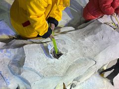 -芜湖新华联大白鲸海洋公园