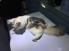 -喵的天空名猫咖啡馆·撸猫·猫舍·用品