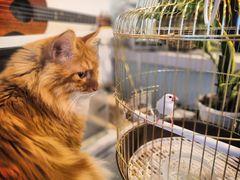 -平行世界·猫咖(首经贸店)