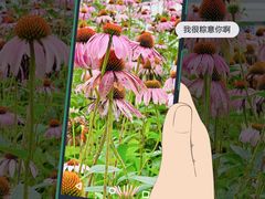 -荷塘月色湿地公园·向阳花洲